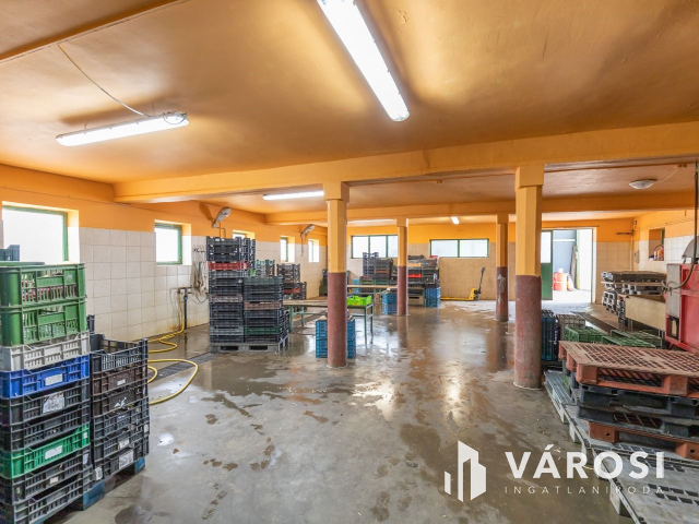 Makói, mezőgazdasági tanya/telephely eladó!