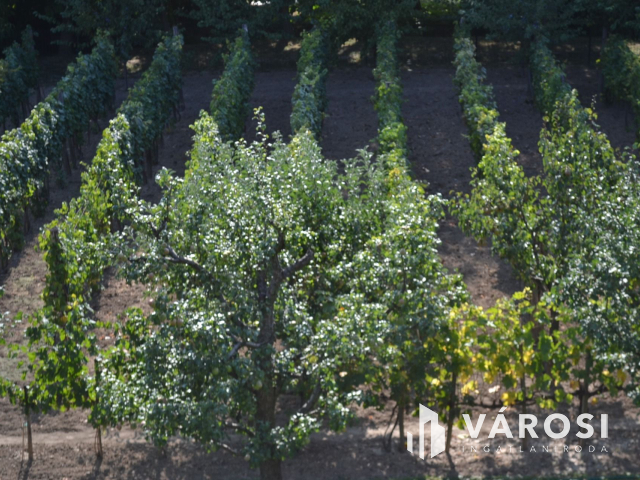 Csopakon, patakparti nívós ingatlan eladó!