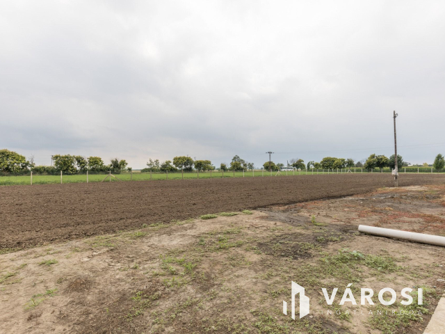 Makói, mezőgazdasági tanya/telephely eladó!