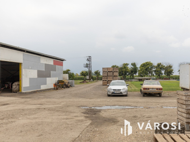 Makói, mezőgazdasági tanya/telephely eladó!