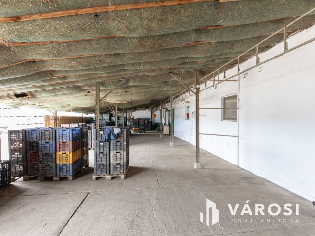 Makói, mezőgazdasági tanya/telephely eladó!