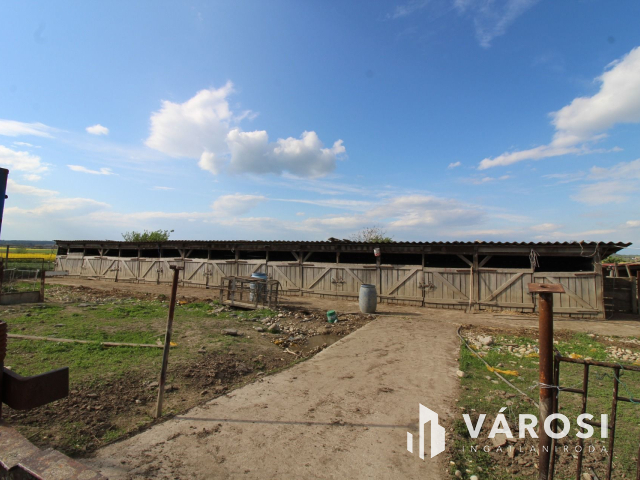 Szabad tartású mangalica telep, kiváló befektetési lehetőség