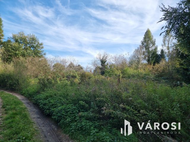 Fásított terület, kedvező áron eladó