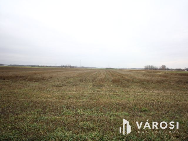 Balástya környékén szántóföld eladó