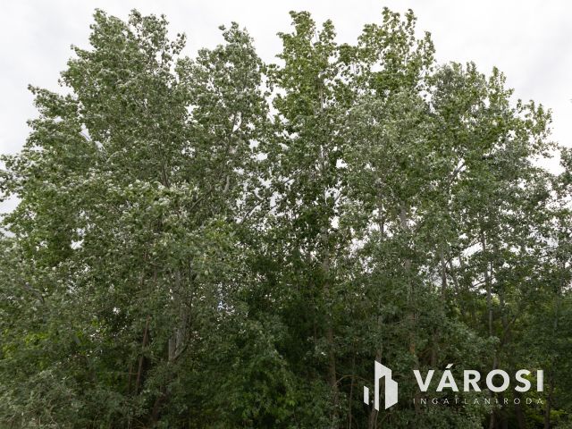 Domaszéki földterület, fákkal díszített