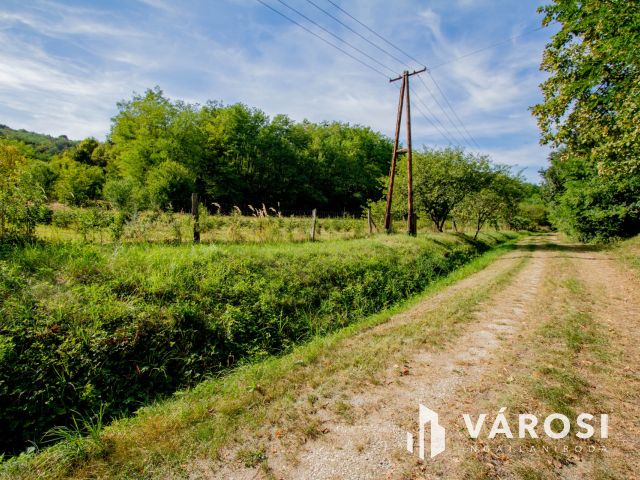 Erdő közepén, a természet szomszédságában élni jó.