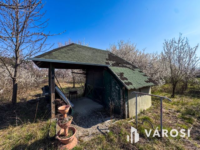 Tágas zártkert termő gyümölcsfákkal a Körös mellett