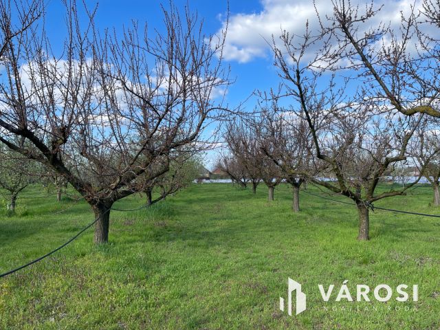 3 szobás családi ház, gyümölcsös és egy külön lakrész