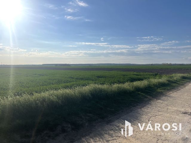 Napfény a város szélén.